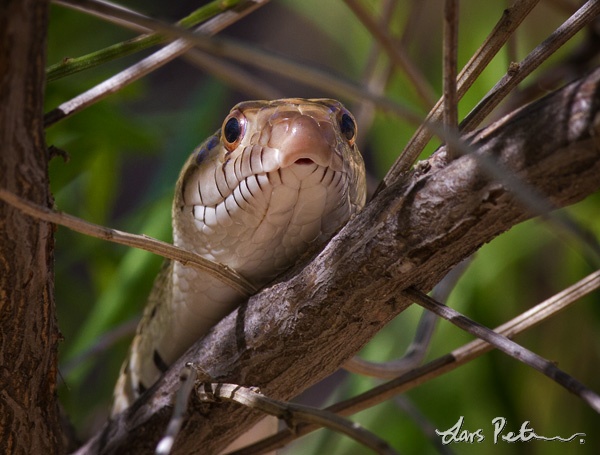 Pine Snake (Pine-Gopher Snake)